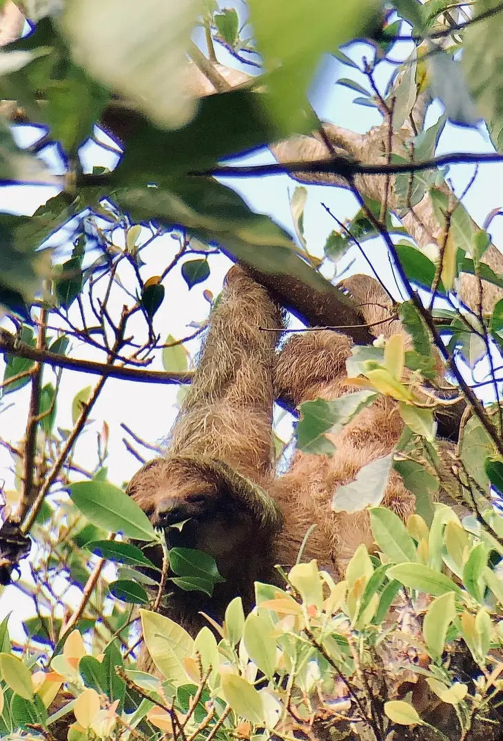 PURA VIDA IN COSTA RICA MIT KIND