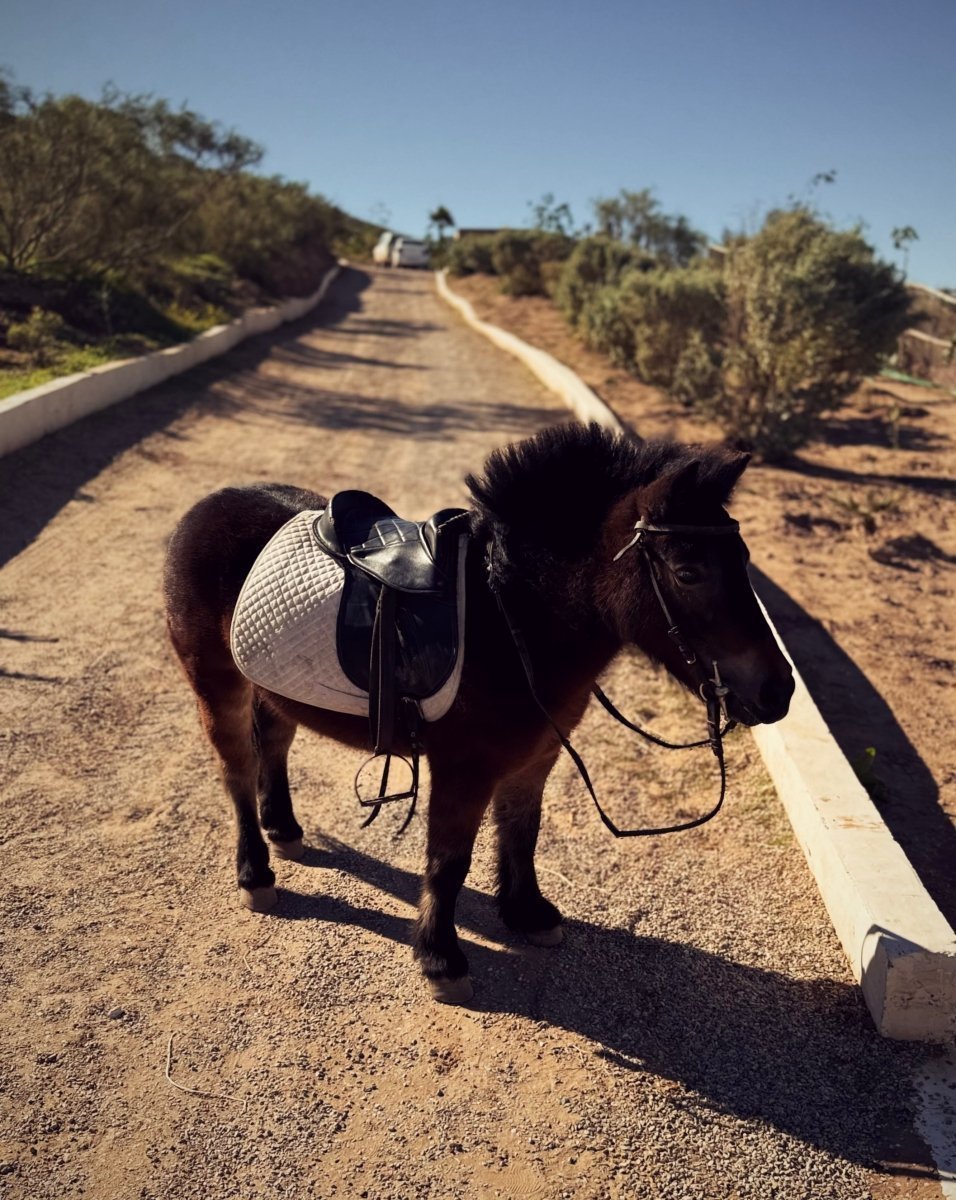 ALNA Mogador: Dein Familien - Paradies an Marokkos Atlantikküste – stilvolle, familienfreundliche Reise mit Kindern