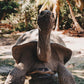 Constance Lemuria mit Kindern: Luxus und Natur auf der Seychellen Insel Praslin – stilvolle, familienfreundliche Reise mit Kindern