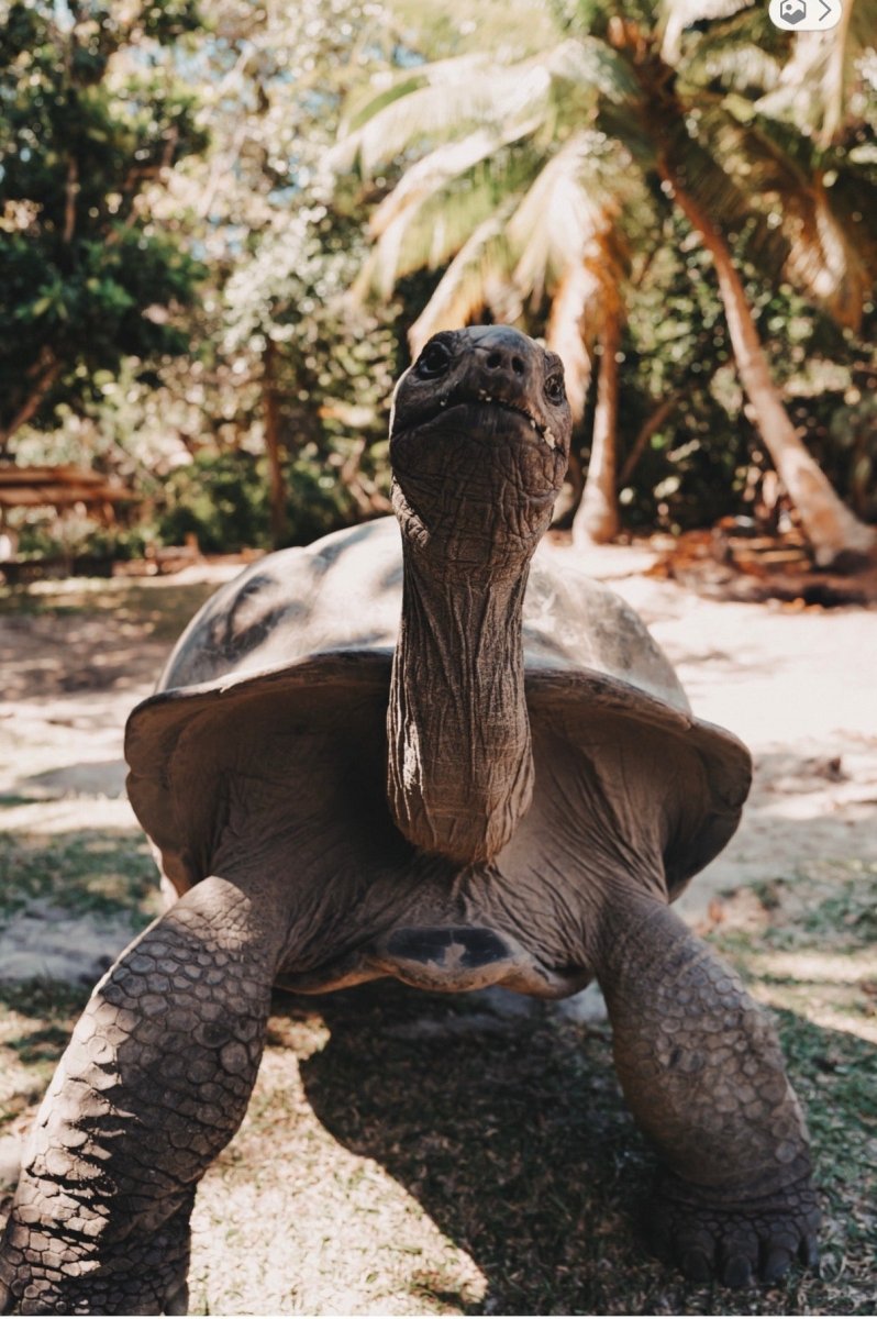 Constance Lemuria mit Kindern: Luxus und Natur auf der Seychellen Insel Praslin – stilvolle, familienfreundliche Reise mit Kindern