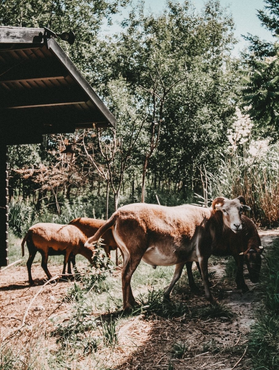 Familienurlaub in Brandenburg: Altes Kutscherhaus – Einzigartiges Ferienhaus mit Charme & Natur – stilvolle, familienfreundliche Reise mit Kindern